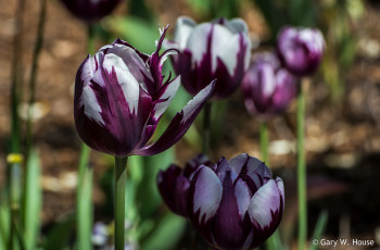 Картинка цветы тюльпаны