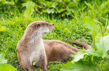 обоя животные, выдры,  каланы,  ондатры, растения