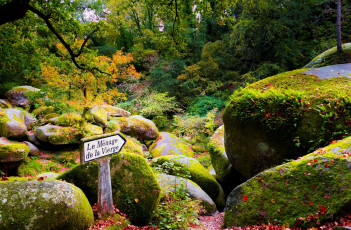 Картинка франция природа лес деревья камни