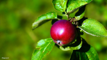 Картинка природа плоды яблоко