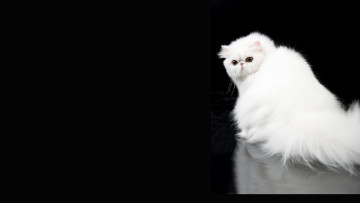 Картинка животные коты черный фон