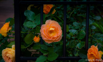 Картинка цветы розы