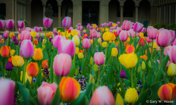 Картинка цветы тюльпаны