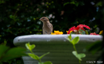 Картинка животные воробьи воробей