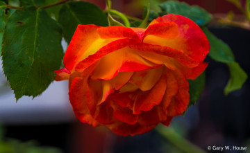 Картинка цветы розы роза