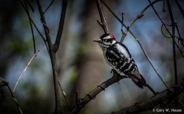 Картинка животные дятлы дятел