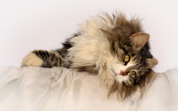 Картинка животные коты белый фон