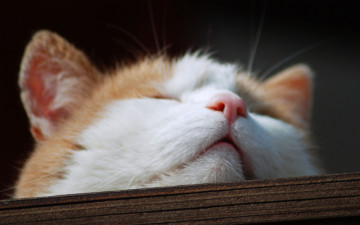 Картинка животные коты голова