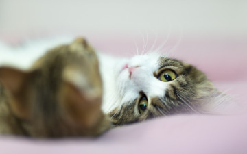 Картинка животные коты взгляд