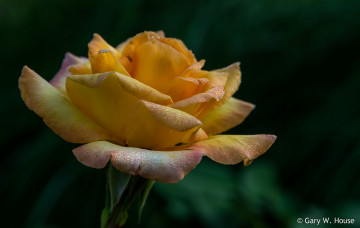 Картинка цветы розы роза