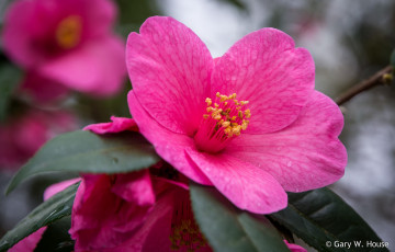 Картинка цветы камелии камелия