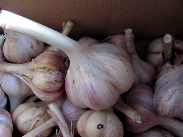 Обои картинки фото еда, Чеснок, много, чеснок, урожай