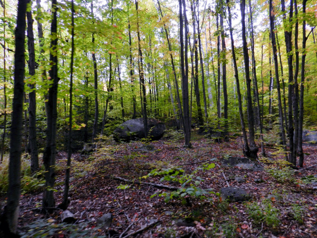 Обои картинки фото природа, лес, камень, деревья