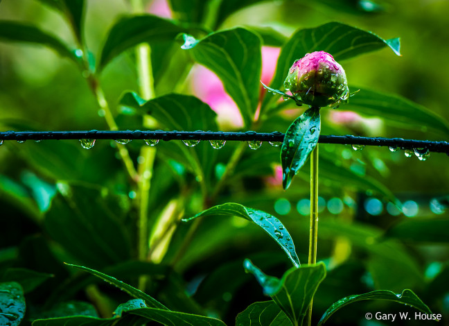 Обои картинки фото цветы, пионы