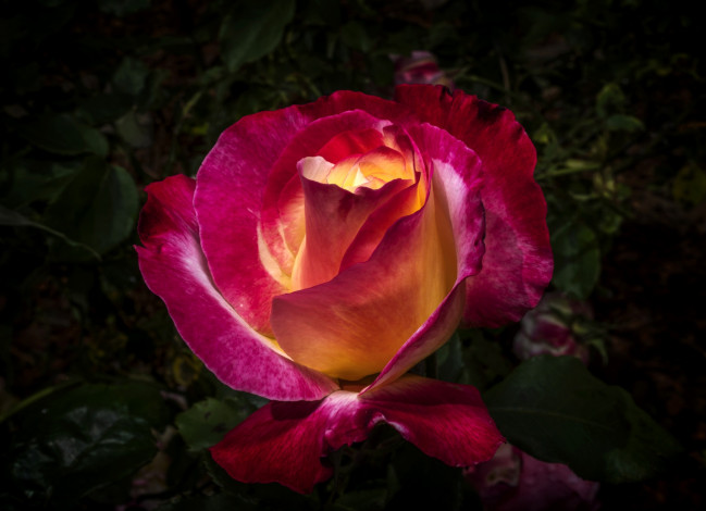 Обои картинки фото цветы, розы, цветок