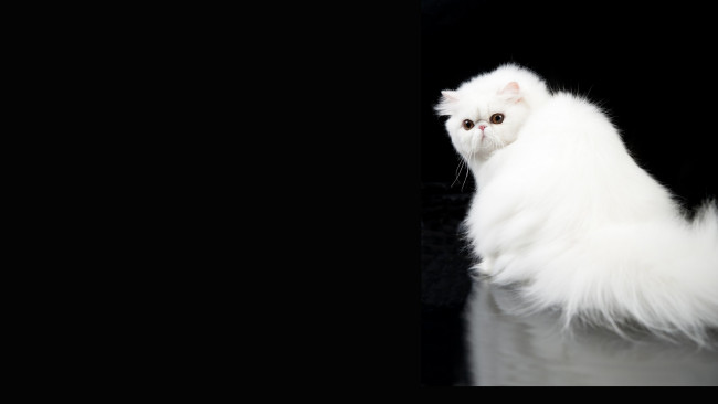 Обои картинки фото животные, коты, черный, фон