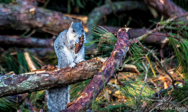 Обои картинки фото животные, белки, белка