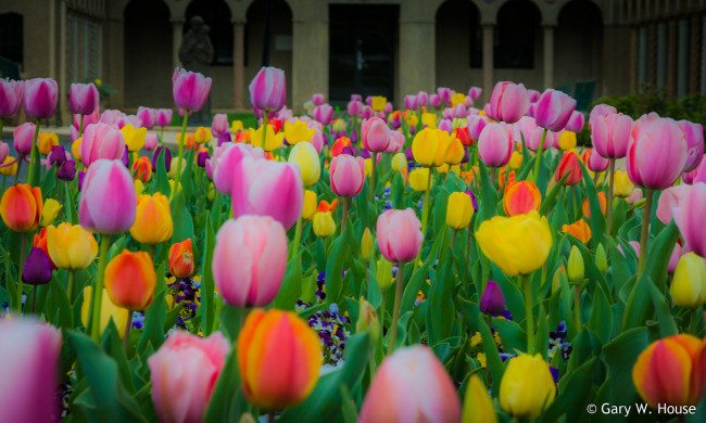 Обои картинки фото цветы, тюльпаны