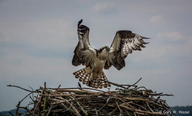 Обои картинки фото животные, птицы - хищники, птица