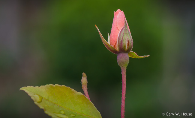 Обои картинки фото цветы, розы, бутон