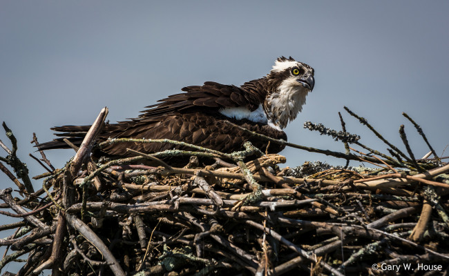 Обои картинки фото животные, птицы - хищники, птица