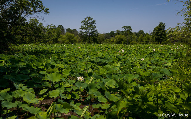 Обои картинки фото природа, парк, зелень, лотосы