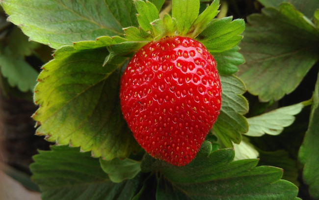 Обои картинки фото природа, Ягоды, клубника