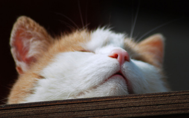 Обои картинки фото животные, коты, голова