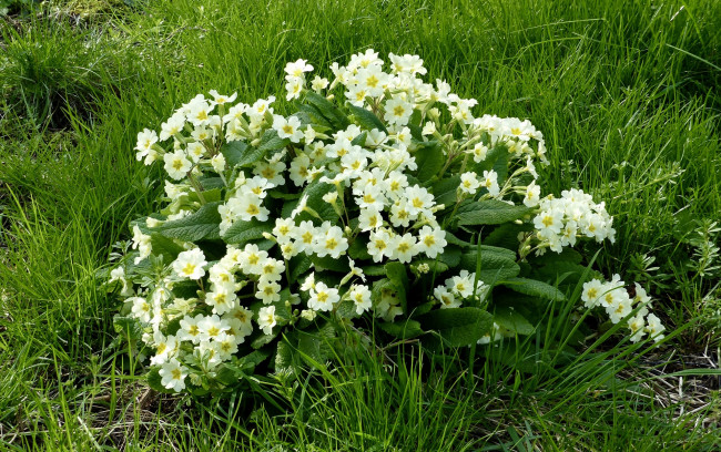 Обои картинки фото цветы, примулы, белый, цвет