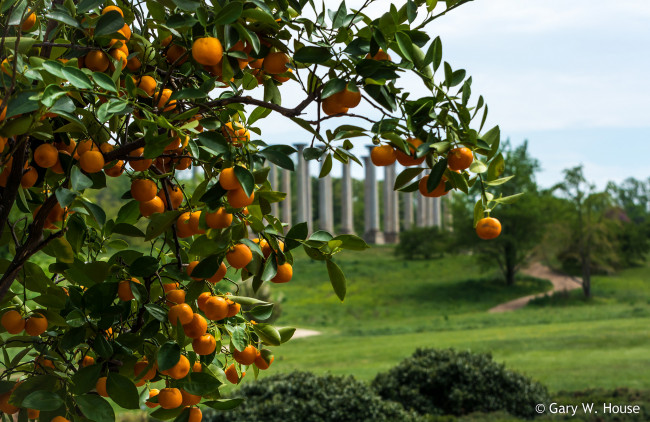 Обои картинки фото природа, плоды