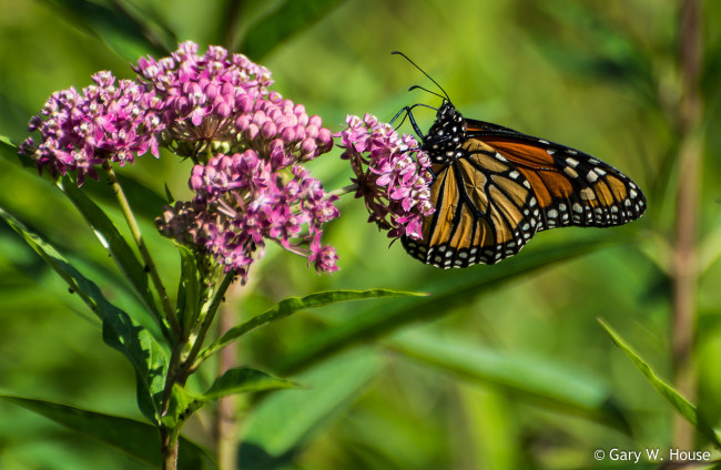 Обои картинки фото животные, бабочки,  мотыльки,  моли, бабочка, цветы