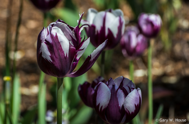 Обои картинки фото цветы, тюльпаны