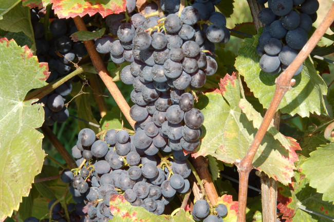 Обои картинки фото природа, Ягоды,  виноград, лоза
