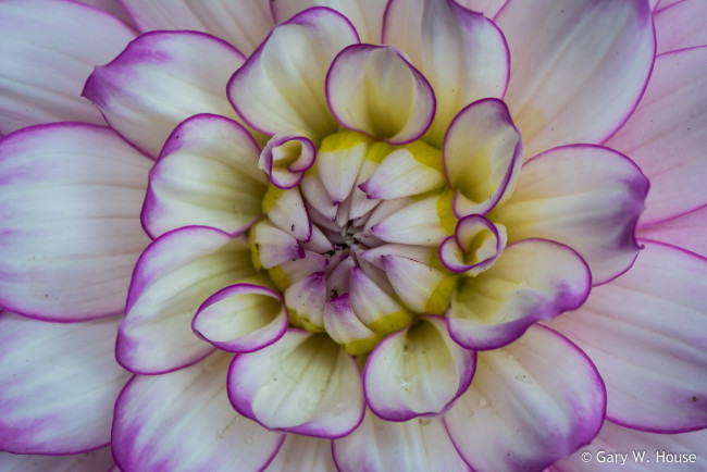 Обои картинки фото цветы, георгины, георгин