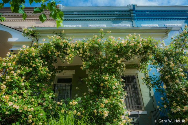 Обои картинки фото цветы, розы