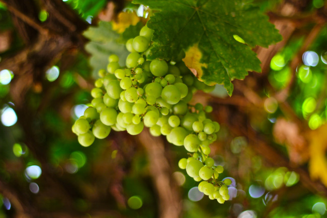 Обои картинки фото природа, Ягоды,  виноград, лоза