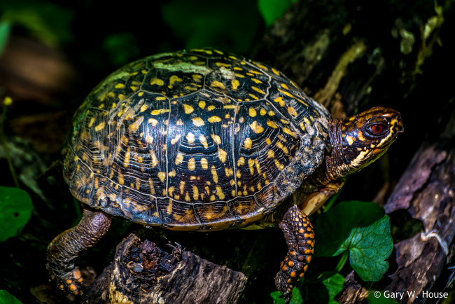 Обои картинки фото животные, Черепахи, черепаха