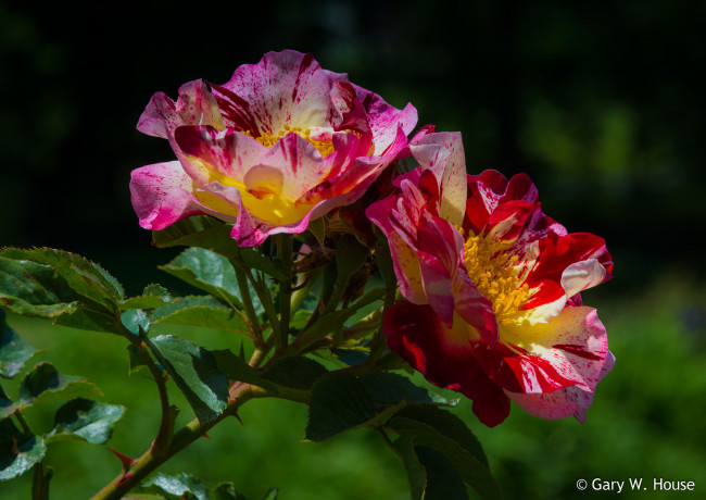 Обои картинки фото цветы, розы