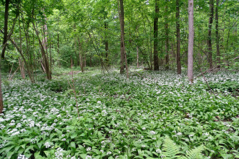 Картинка природа лес простор