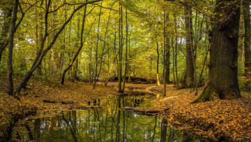 Картинка природа лес осень