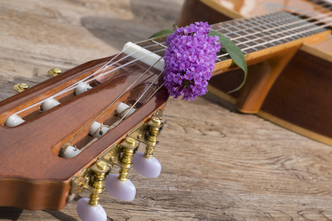 Обои картинки фото музыка, -музыкальные инструменты, гитара, гриф, сирень