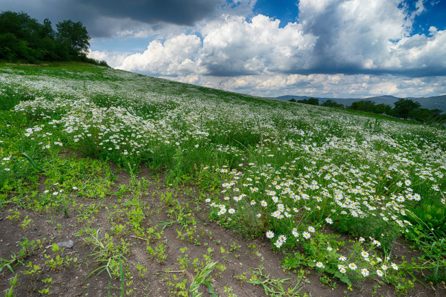 Обои картинки фото природа, луга, простор