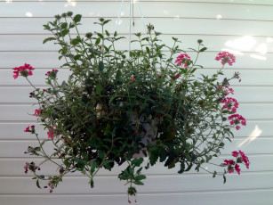 Картинка цветы горшок стена куст