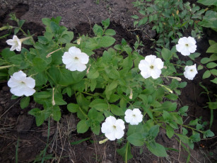 Картинка цветы петунии +калибрахоа петуния белая куст