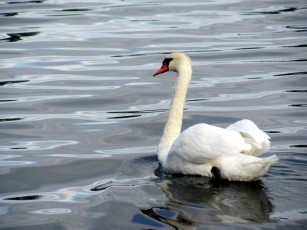 Картинка животные лебеди птица лебедь вода