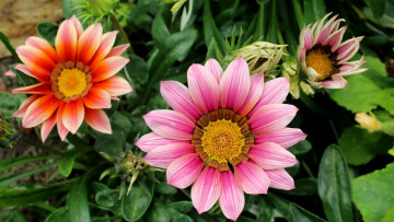 Картинка цветы газания макро