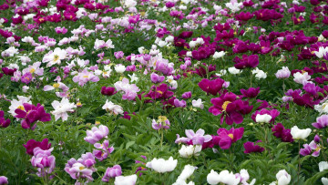 Картинка цветы пионы цветник древовидные