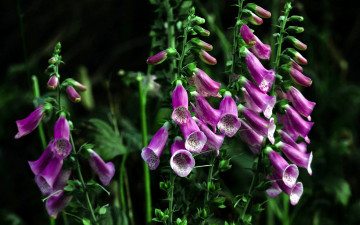 Картинка цветы дигиталис+ наперстянка