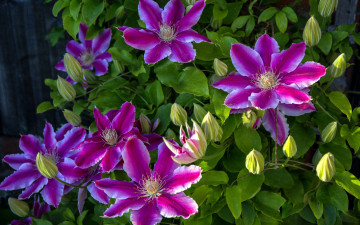 Картинка цветы клематис+ ломонос розовый