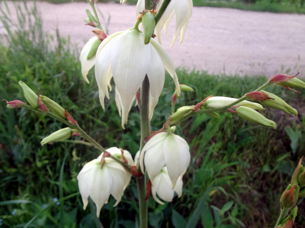 Обои картинки фото цветы, цветок, белый, трава